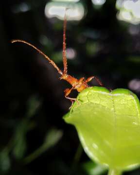 Image of Chenoderus testaceus (Blanchard 1851)