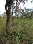 Image of Basil Christian's aloe