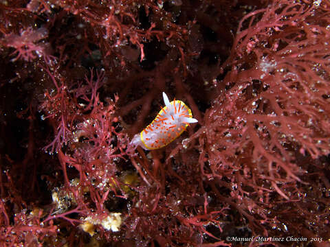 Image of Diaphorodoris papillata Portmann & Sandmeier 1960