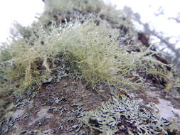 Image of Beard lichen