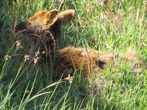 Image of Pudú