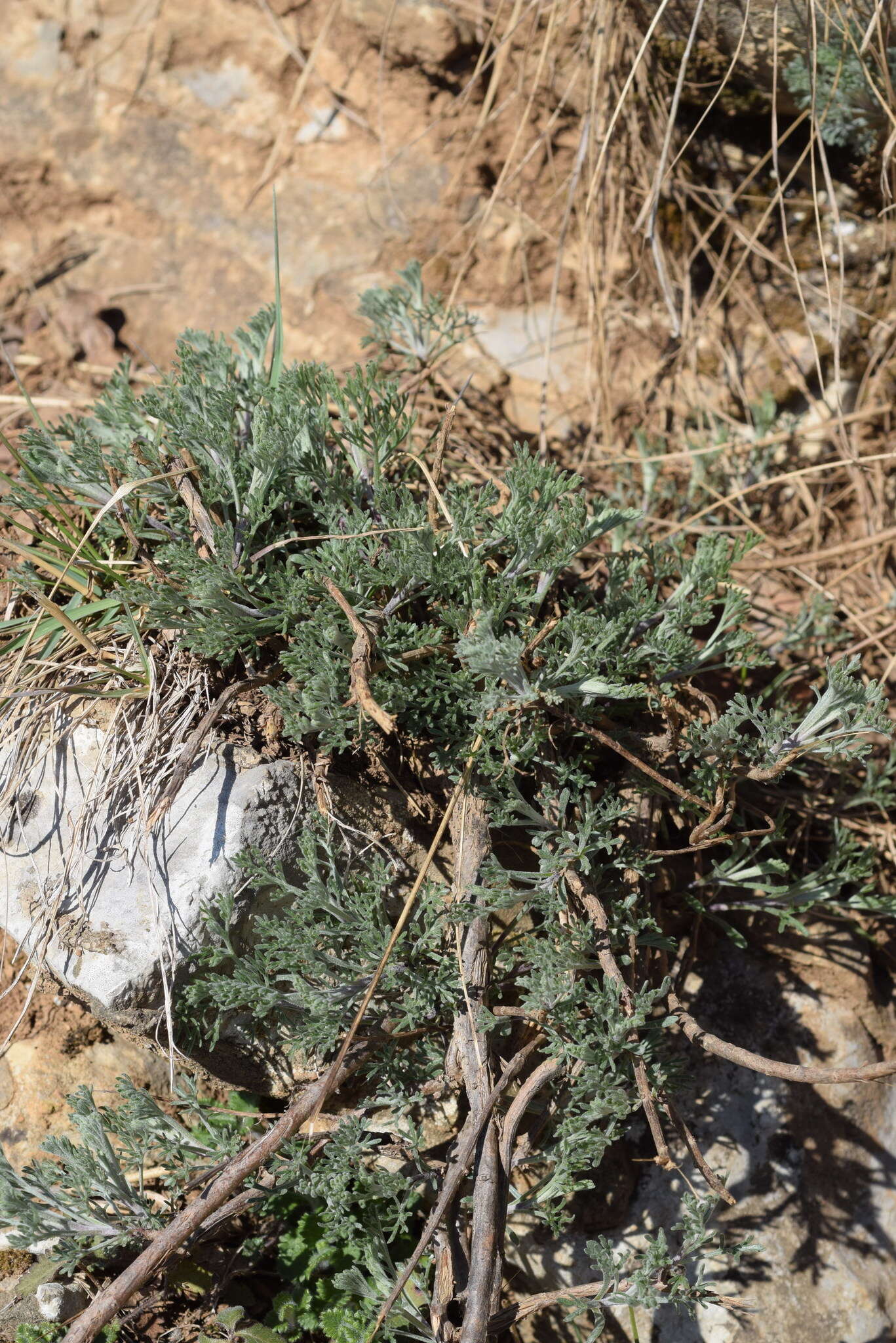 Image of Artemisia alba Turra