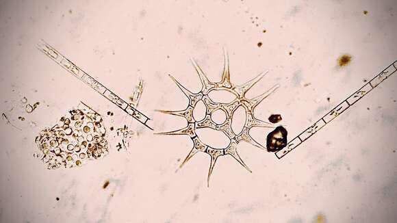 Image of Monactinus Corda 1839