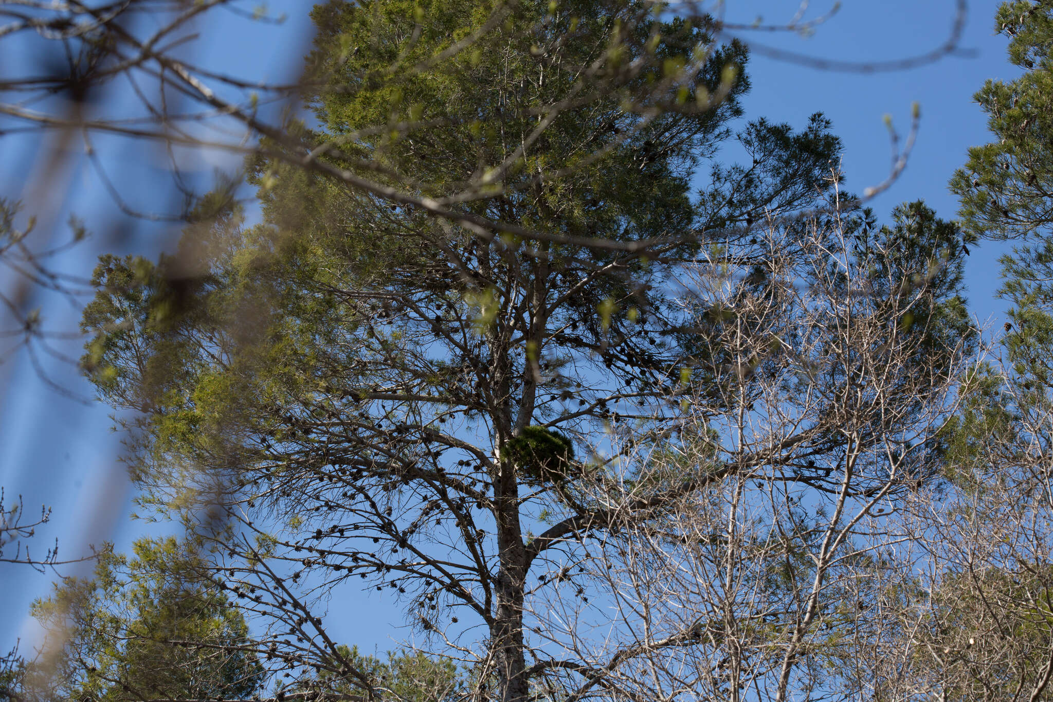 Image of 'Candidatus Phytoplasma pini'