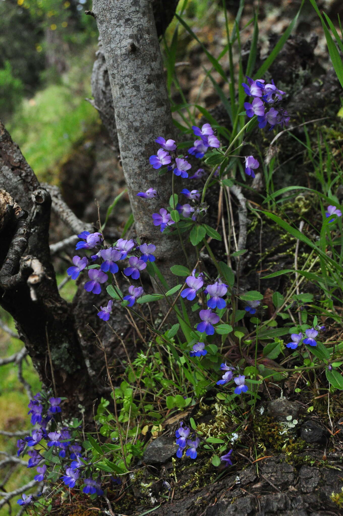 Sivun Collinsia grandiflora Dougl. ex Lindl. kuva