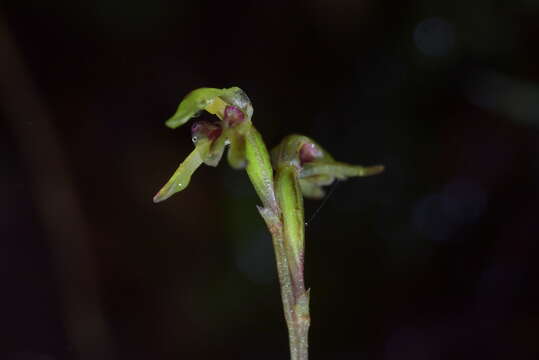 Image of Creeping forest orchid