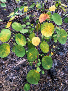 Слика од Amelanchier alnifolia var. cusickii (Fern.) C. L. Hitchc.