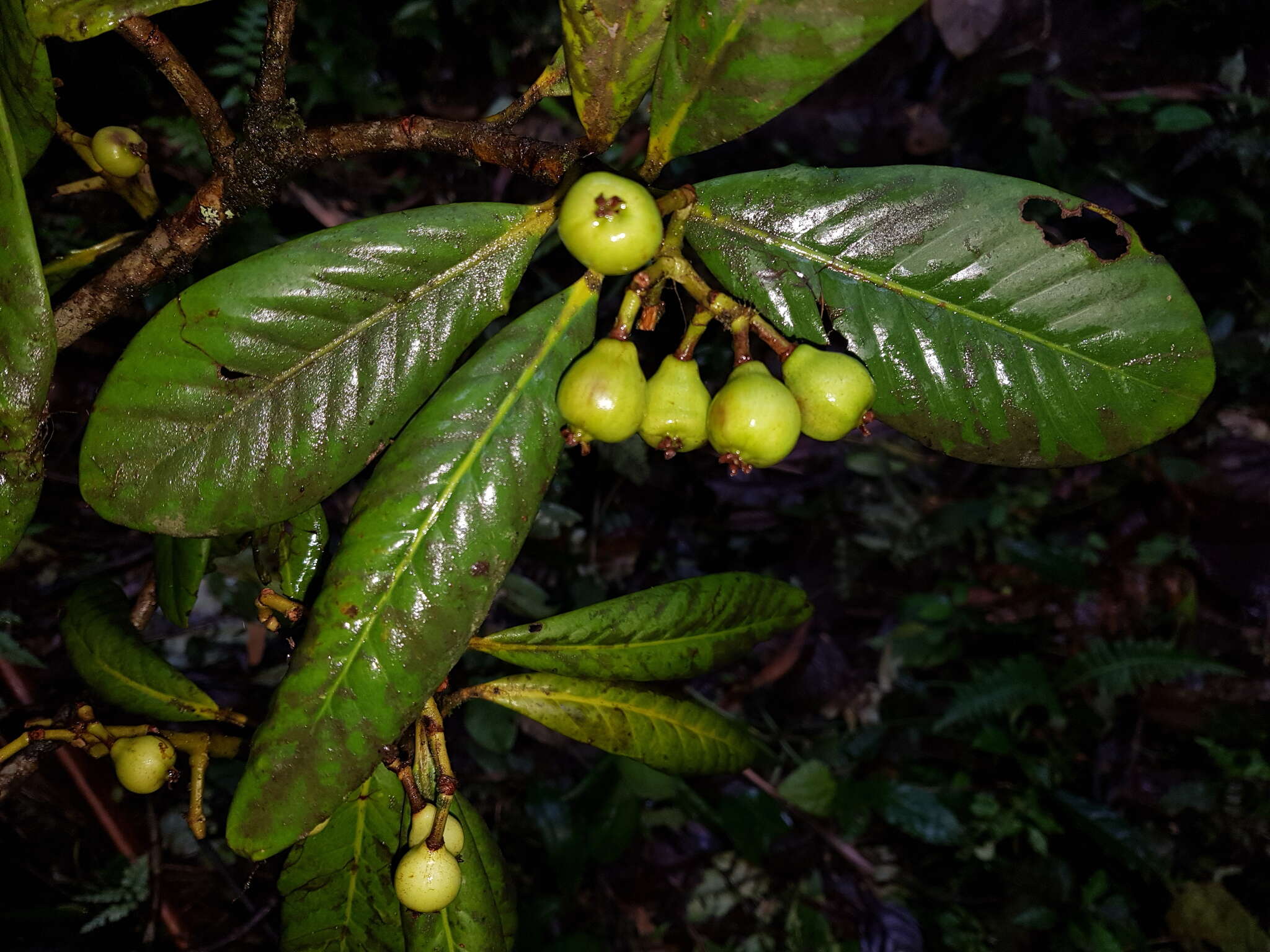 Image of Chrysochlamys allenii (Maguire) B. E. Hammel