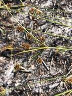 Image of pine barren flatsedge