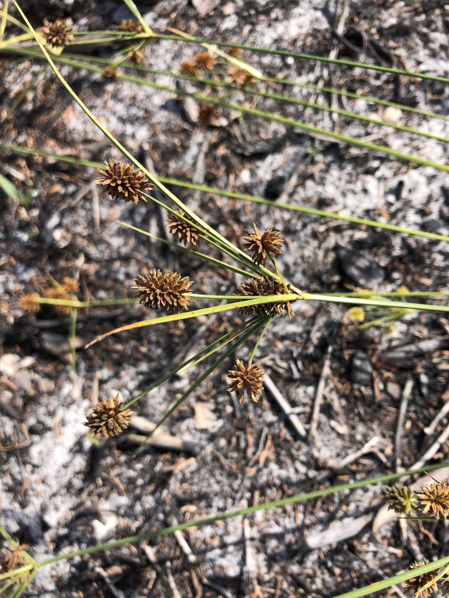 Image of pine barren flatsedge
