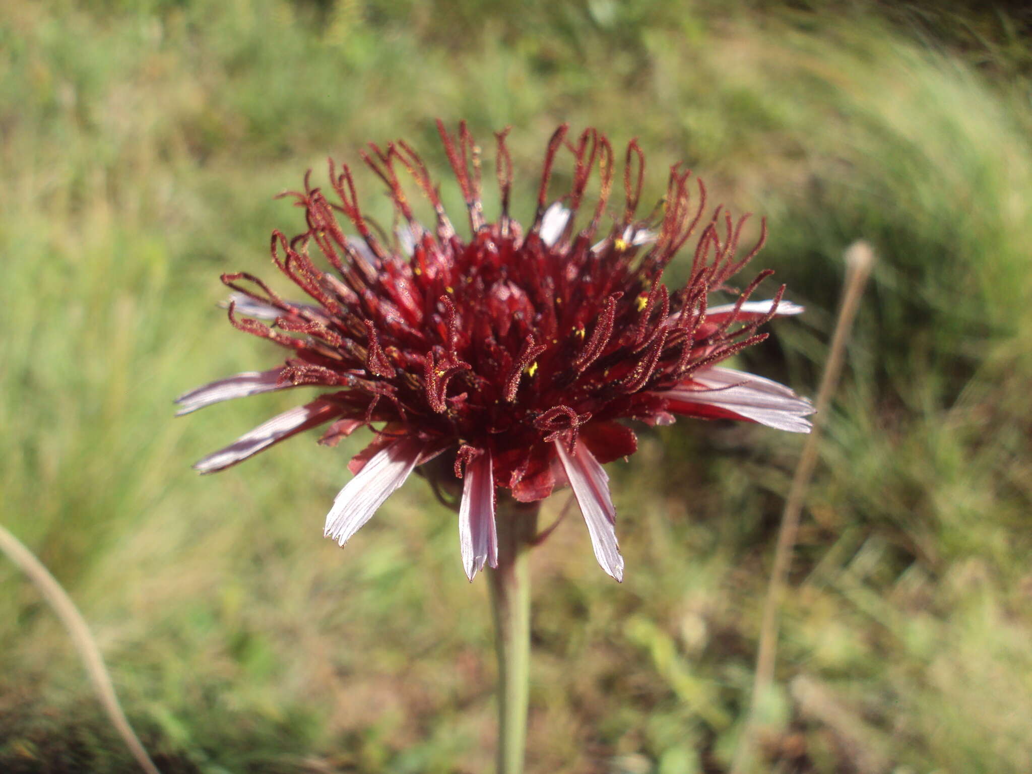 Plancia ëd Isostigma peucedanifolium (Spreng.) Less.