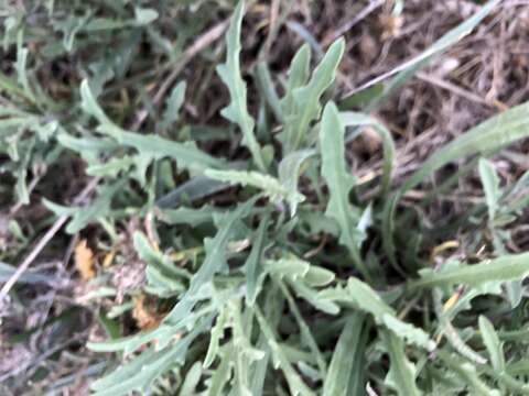 Sivun Centaurea aspera subsp. aspera kuva