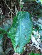 Image of rattlesnake plant