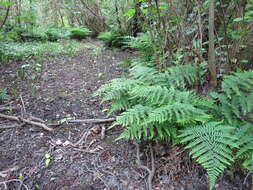 Imagem de Dryopteris dilatata (Hoffm.) A. Gray