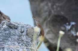 Anolis luciae Garman 1887的圖片