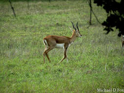 Image of Blackbuck