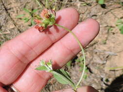 Psoralea rhombifolia Torr. & A. Gray的圖片