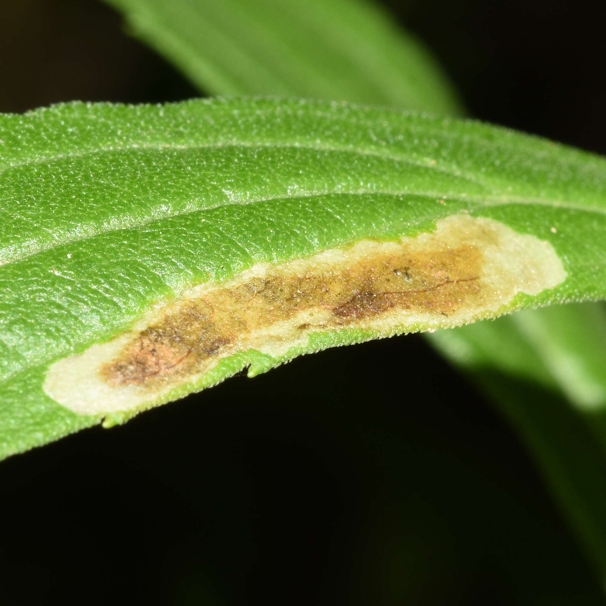 Image of Calycomyza solidaginis (Kaltenbach 1869)