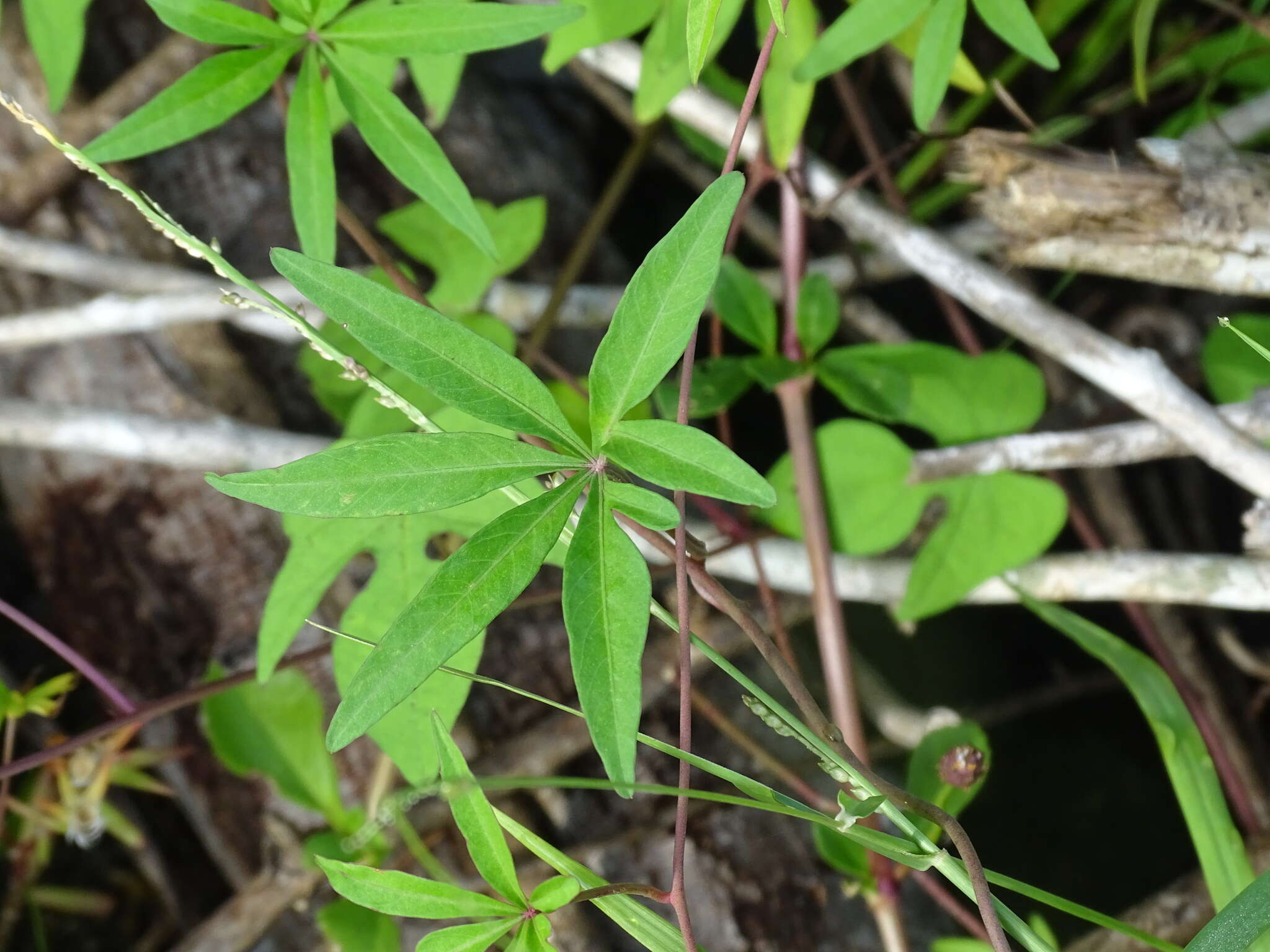 Image de Ipomoea sororia D. F. Austin & J. L. Tapia