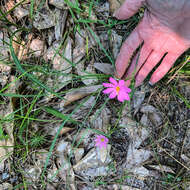 Image of Pinewoods Rose-Gentian