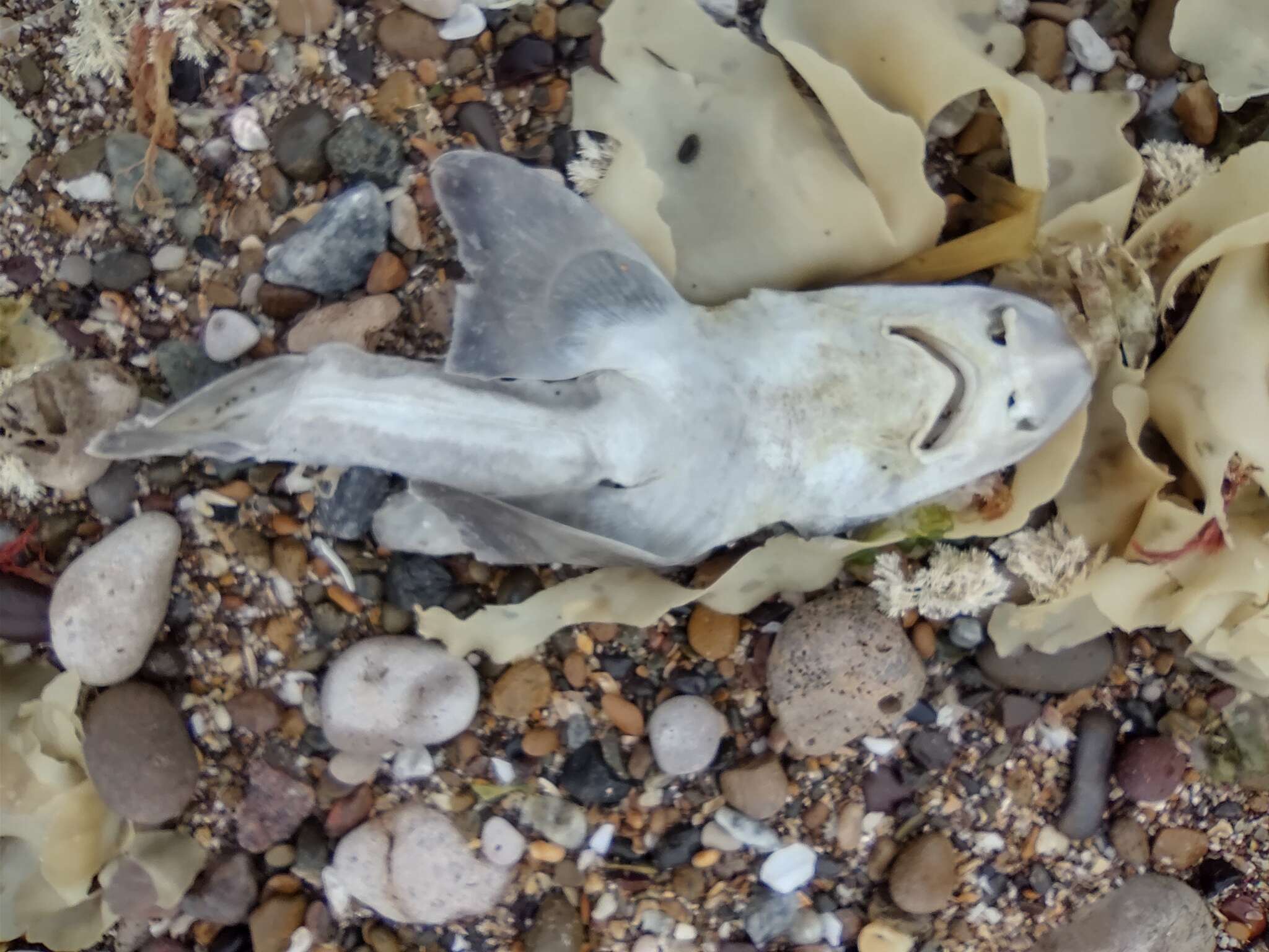 Image of Narrownose Smoothhound