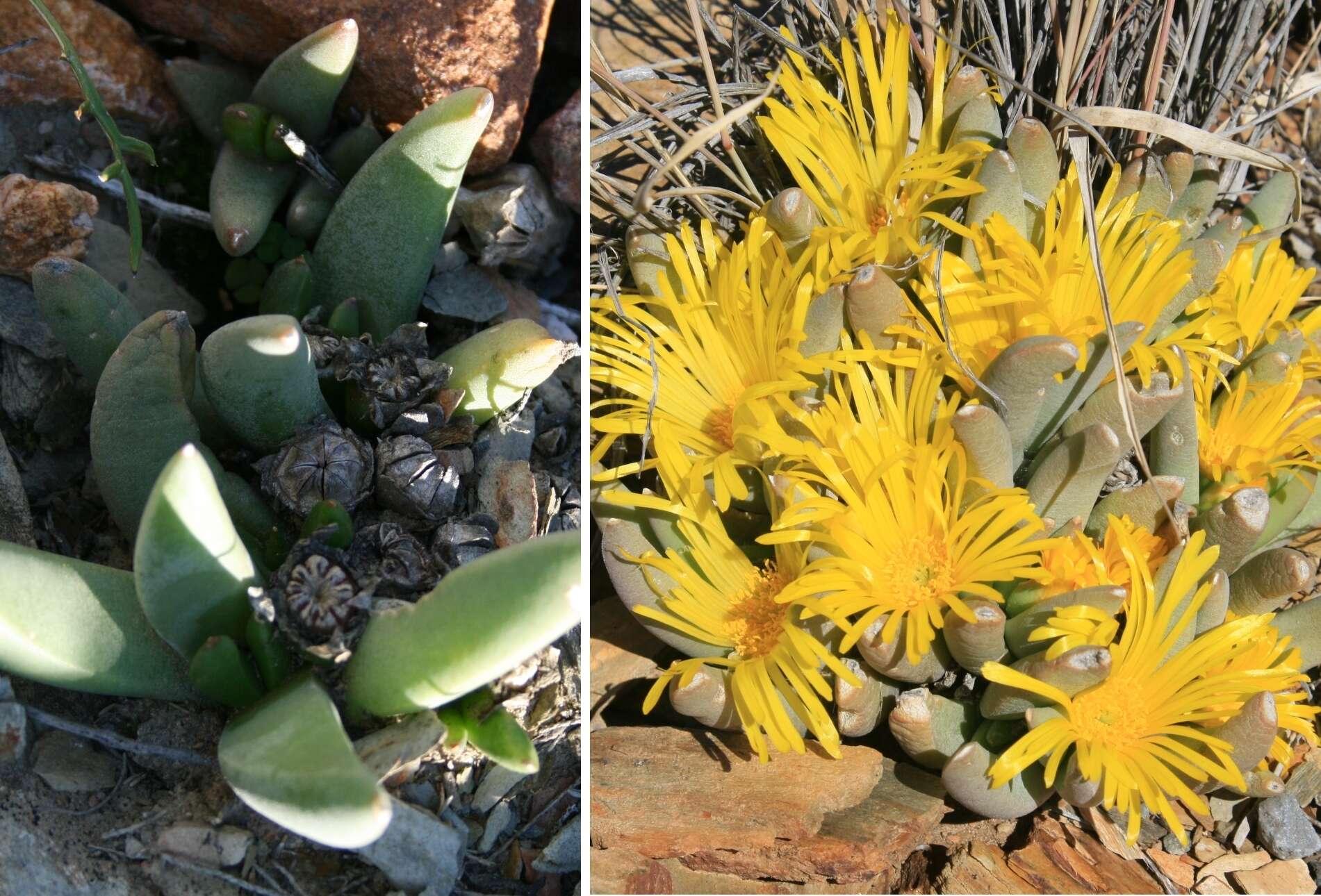 Image of Glottiphyllum fergusoniae L. Bol.