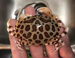 Image of Calico Crab