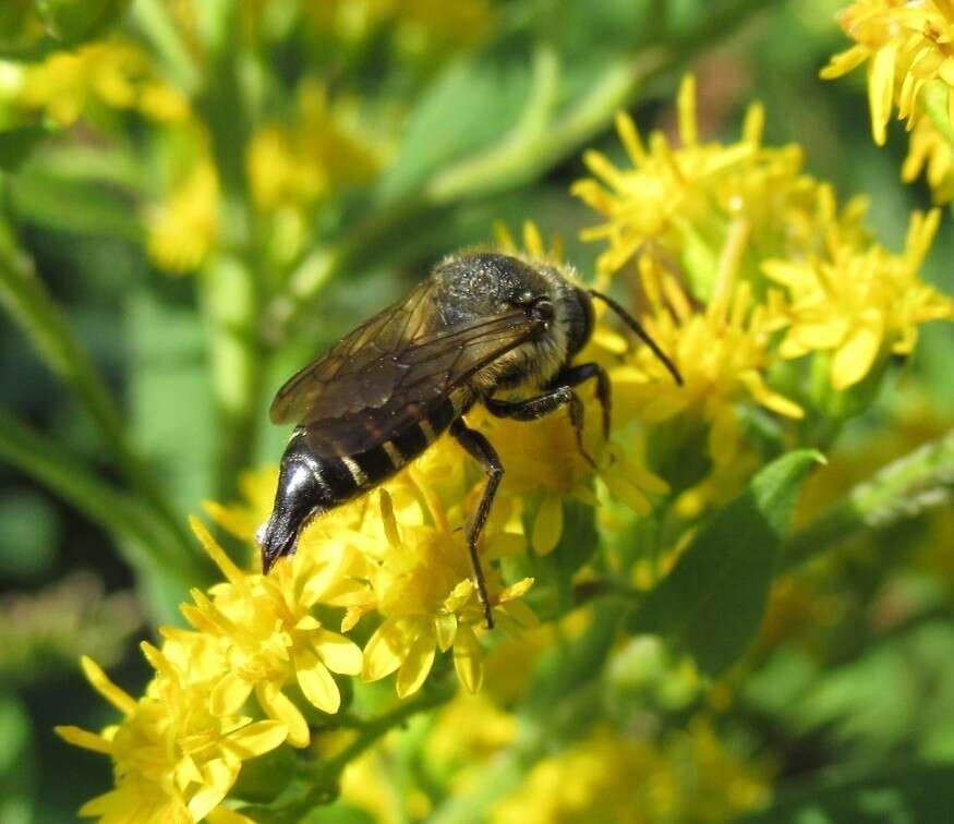 Imagem de Coelioxys alatus Förster 1853