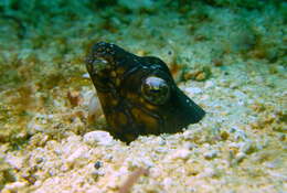 Image of Napoleon snake eel