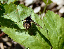 Image of Bombylius pulchellus Loew 1863