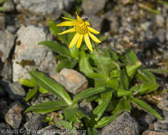 Image of nodding arnica