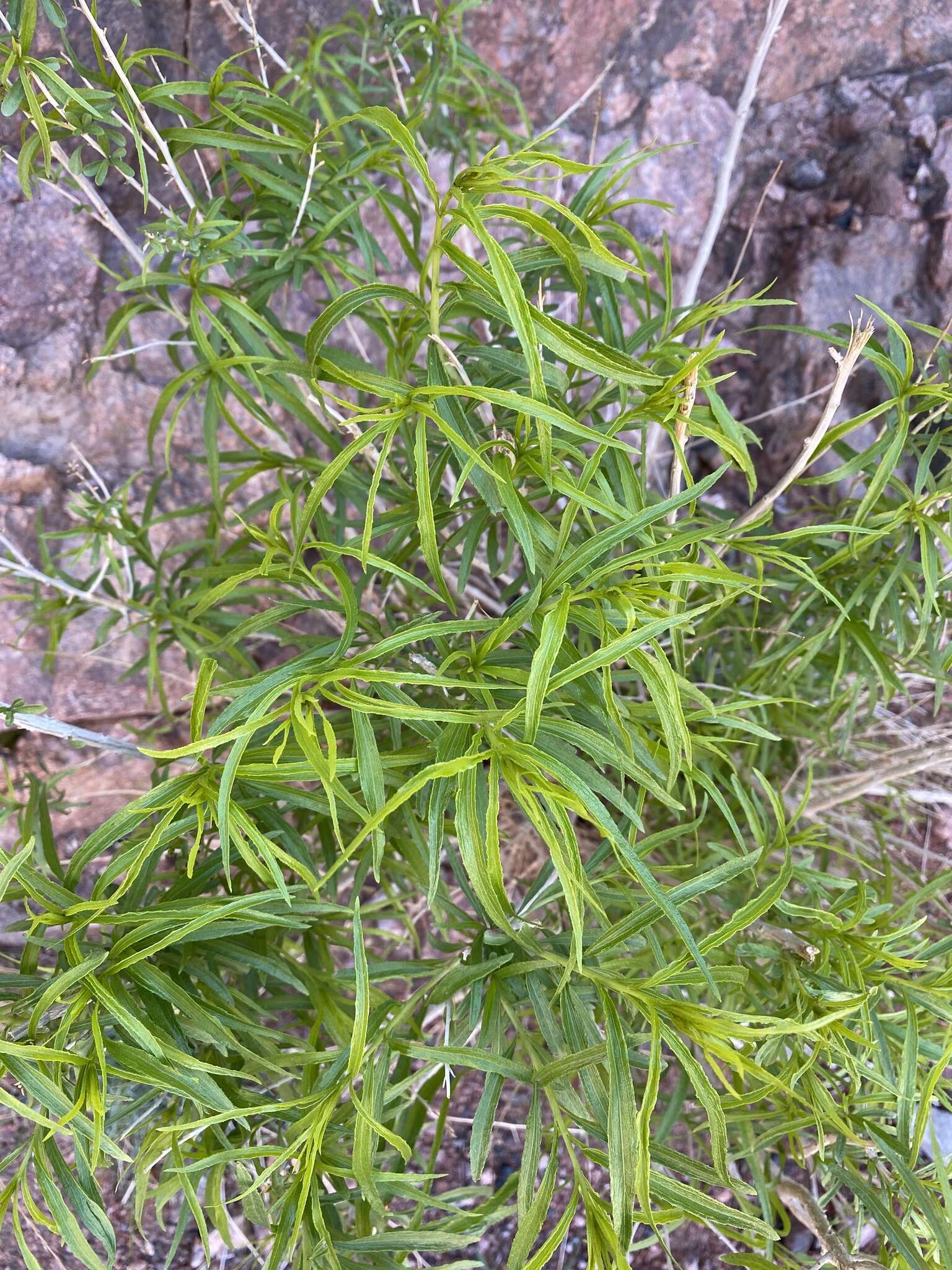 Imagem de Brickellia longifolia S. Wats.