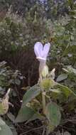 Imagem de Barleria longiflora L. fil.