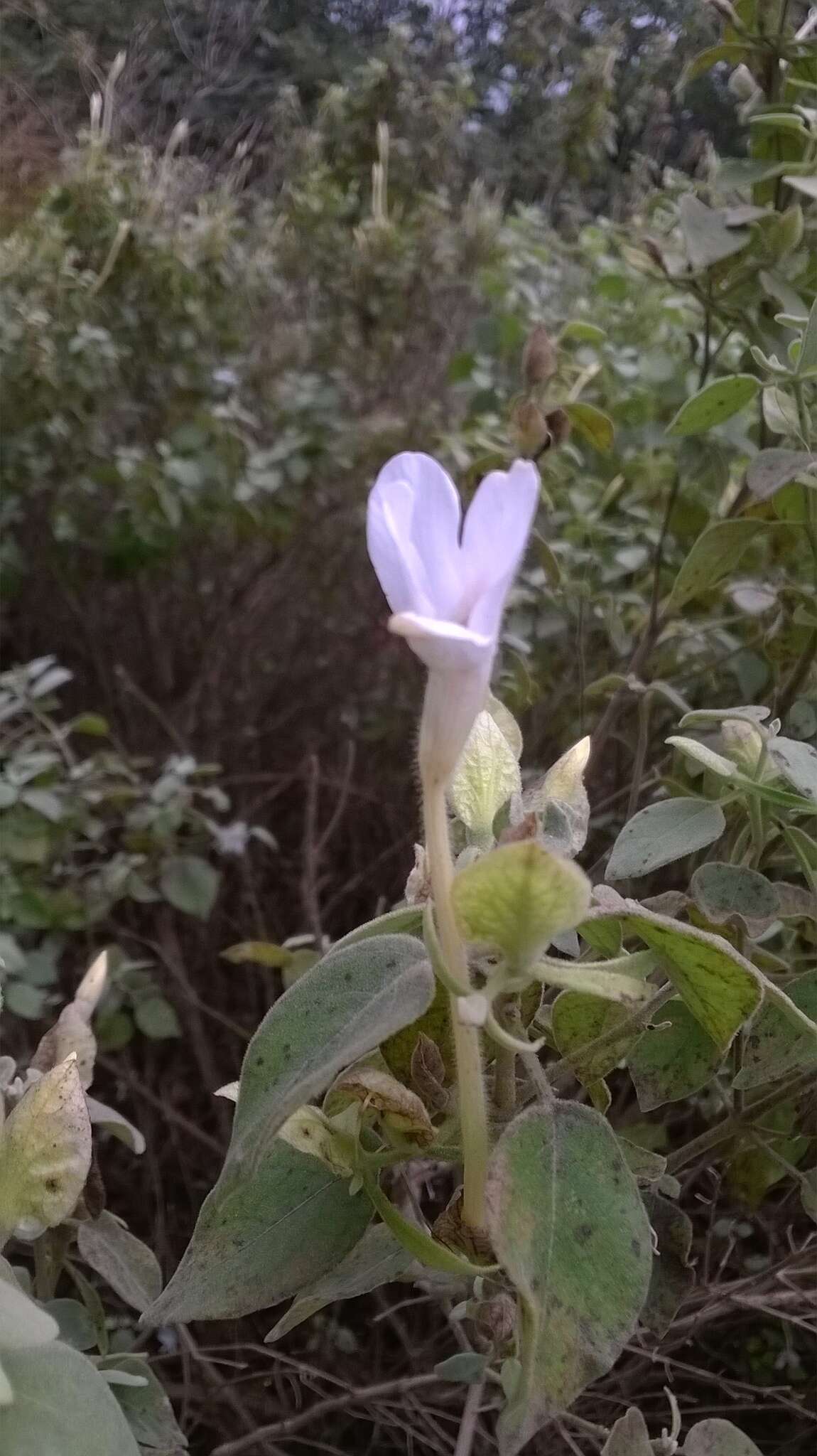 Image of Barleria longiflora L. fil.