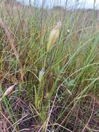 Image of Macoun's fringed gentian