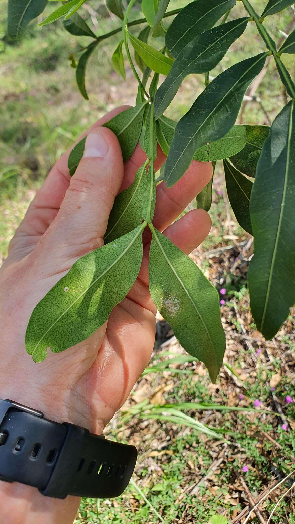 Imagem de Owenia venosa F. Müll.