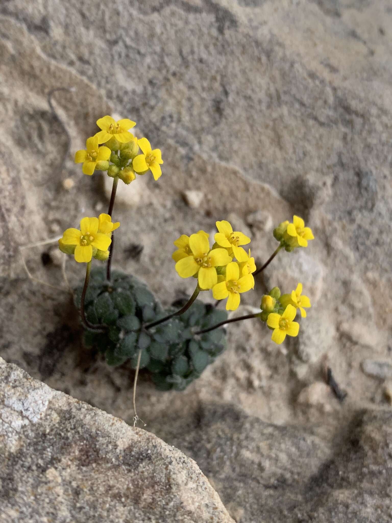 Image de Draba zionensis C. L. Hitchc.