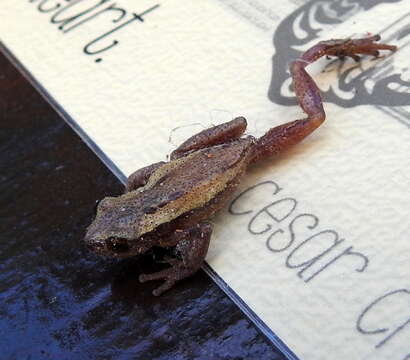 Image of Knysna Banana Frog