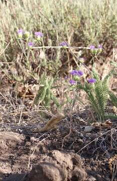 Imagem de Monardella breweri subsp. microcephala (A. Gray) Elvin & A. C. Sanders