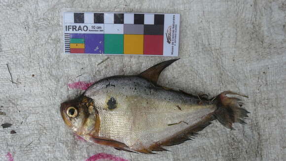 Roeboides microlepis (Reinhardt 1851)的圖片