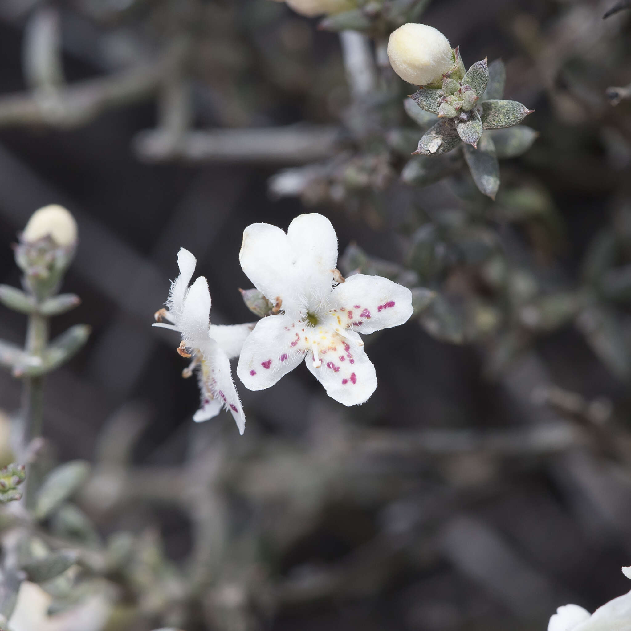 Image of Westringia rigida R. Br.