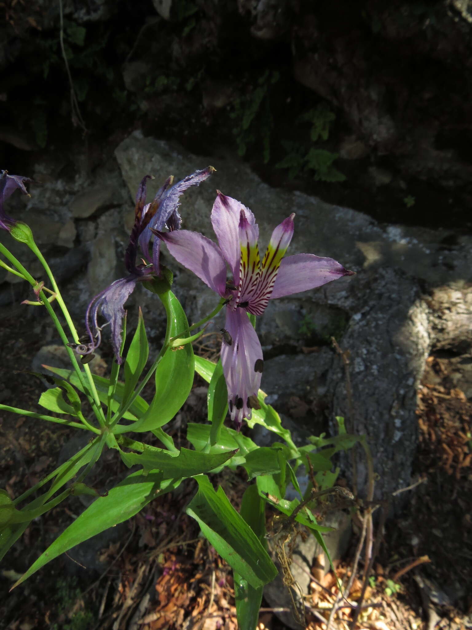 Image of Alstroemeria zoellneri Ehr. Bayer