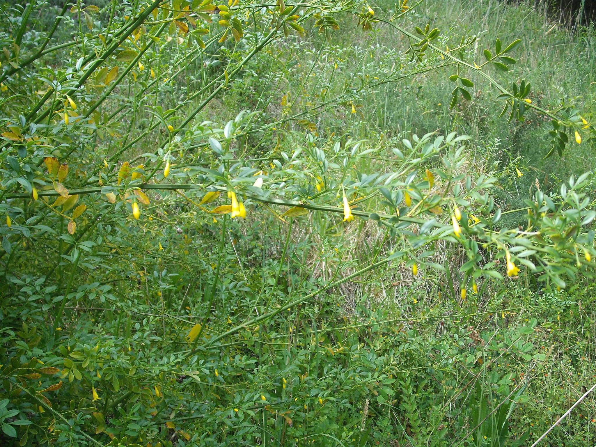 Image of Chrysojasminum humile (L.) Banfi