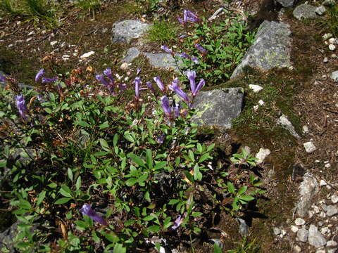 Слика од Penstemon fruticosus (Pursh) Greene