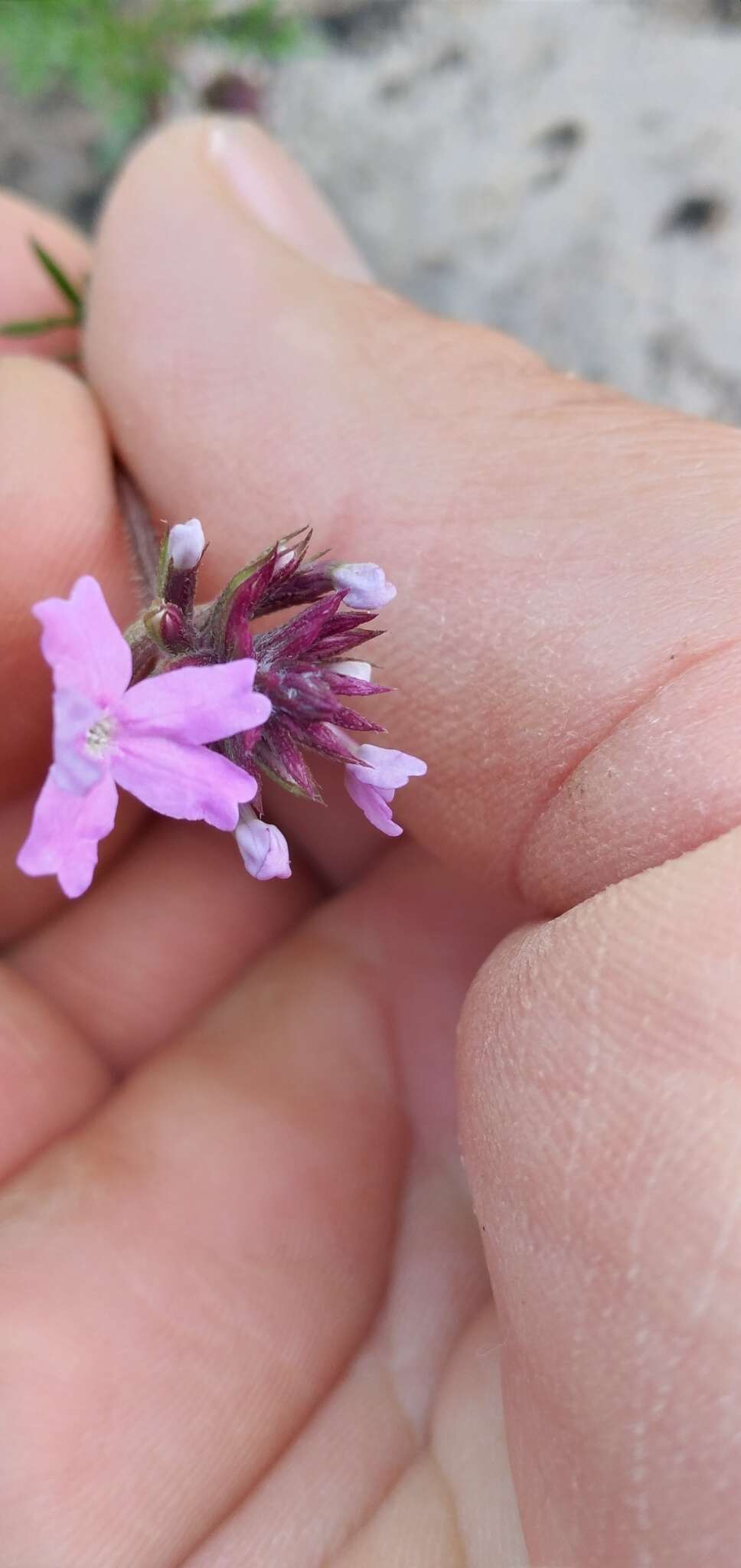 Image de Glandularia selloi (Spreng.) Tronc.