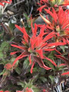 Image of Castilleja martini var. clokeyi