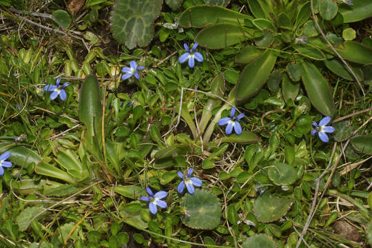 Image of Lobelia galpinii Schltr.