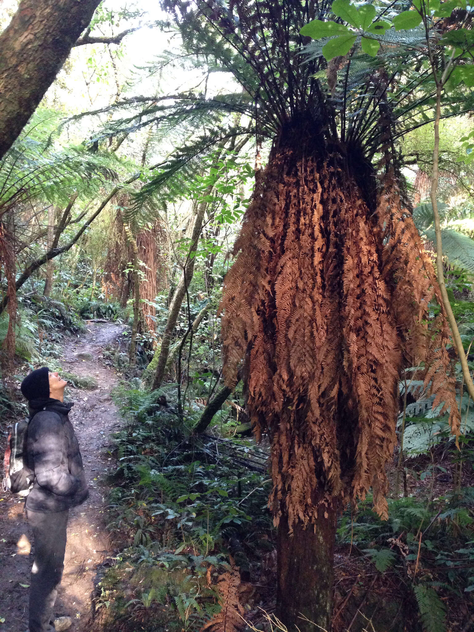 Image of Tree fern