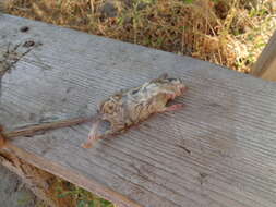 Image of Common Forest Dormouse