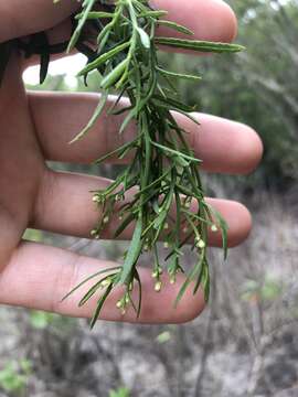 Слика од Baccharis angustifolia Michx.